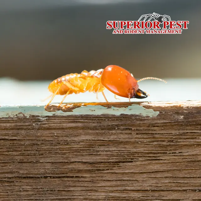 Superior Pest and Rodent Management