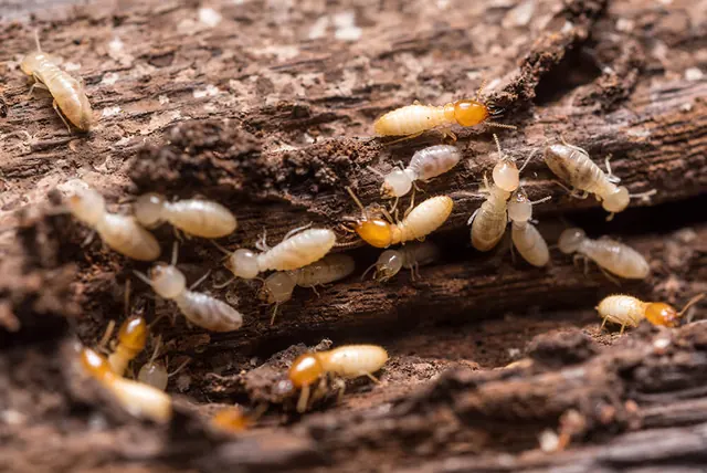 Tanler Termite and Pest Control