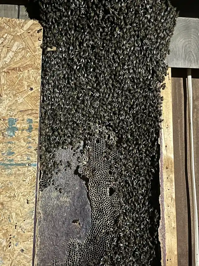 The Mindful Beekeeper ® Honeybee Relocation & Wasp Nest Removal