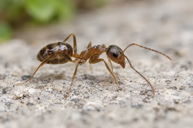 The Pasadena Pest Control Pros