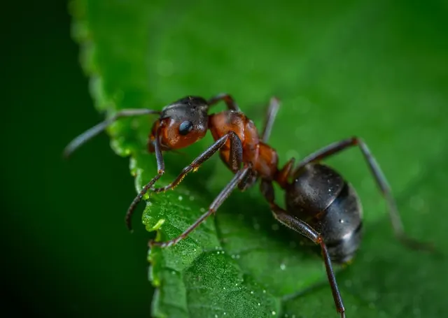 tracy ca ant control