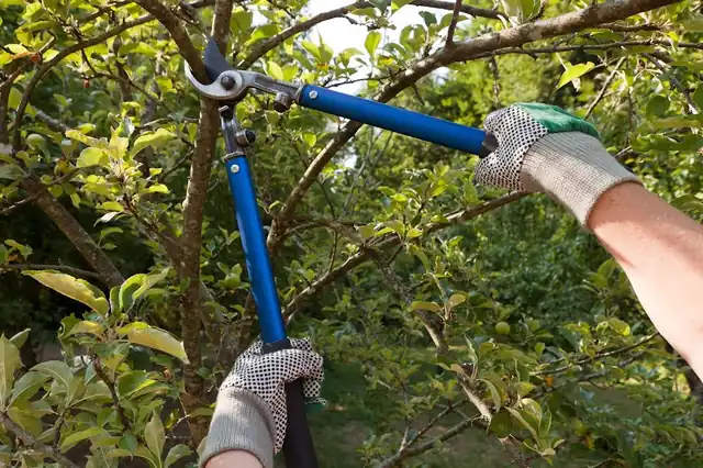 Tree Health Care