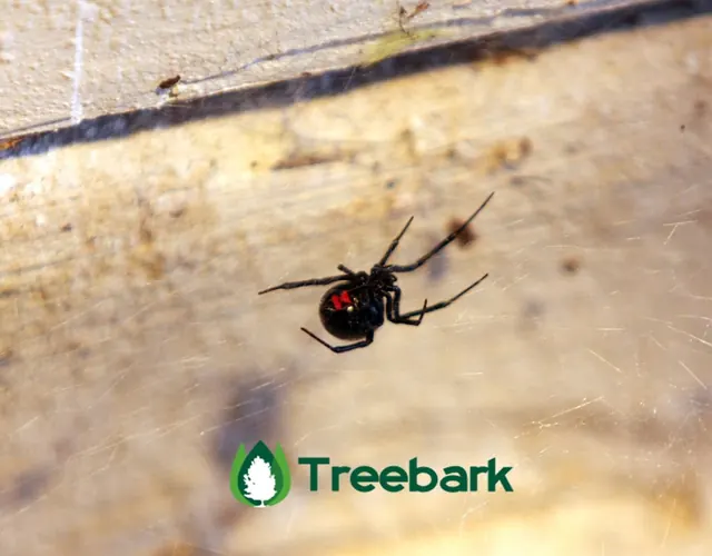Treebark Termite and Pest Control