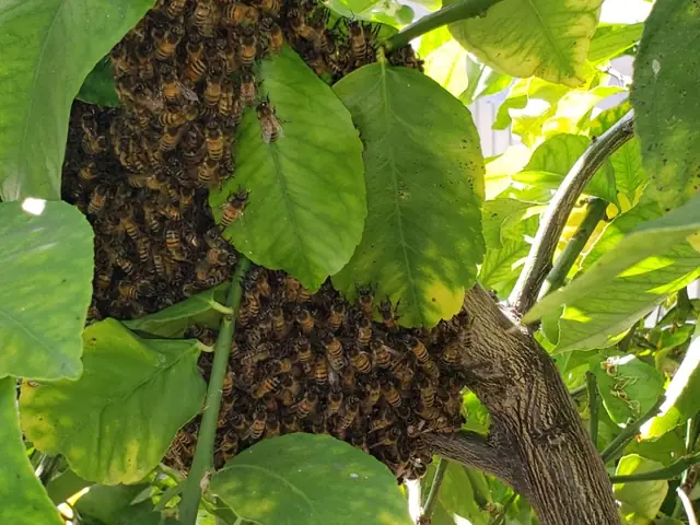 Trips Exterminating