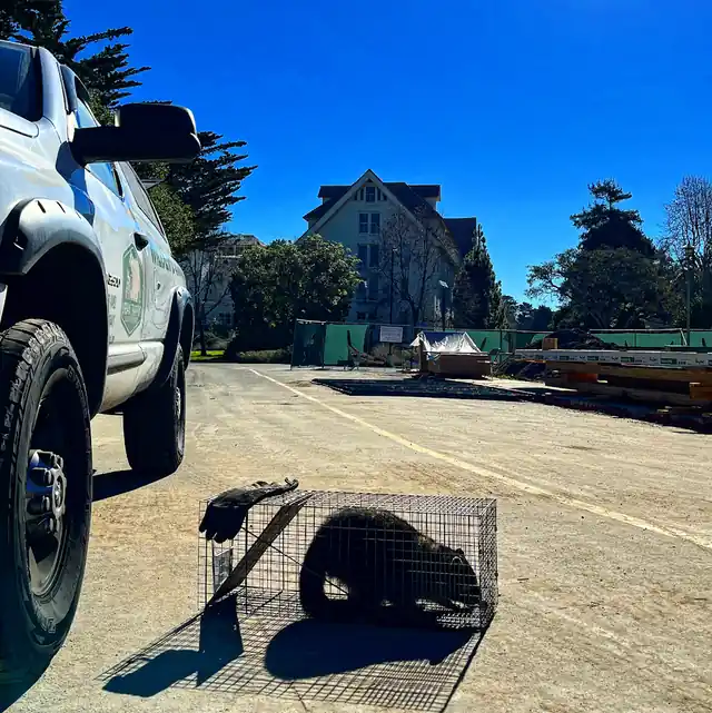 Urban Trapping Wildlife Control