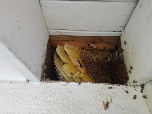Ventura Bee Removal Specialist