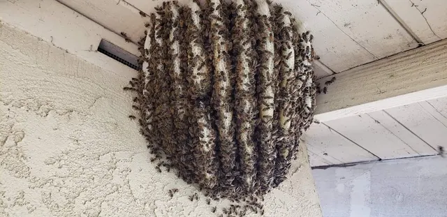 Ventura Bee Rescue