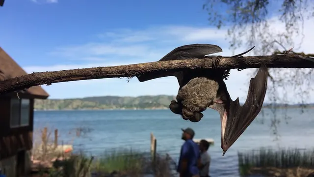 Western Bat Specialists