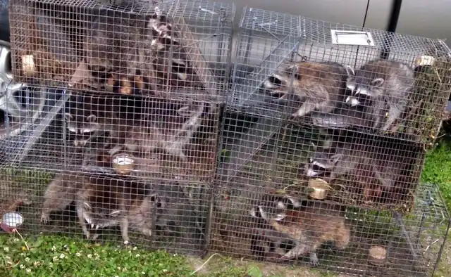 Wildlife Control Columbus