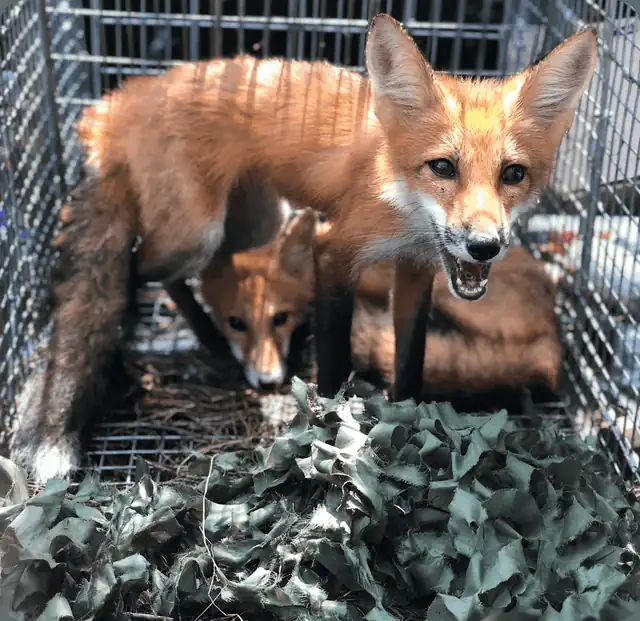 Wildlife Control San Jose