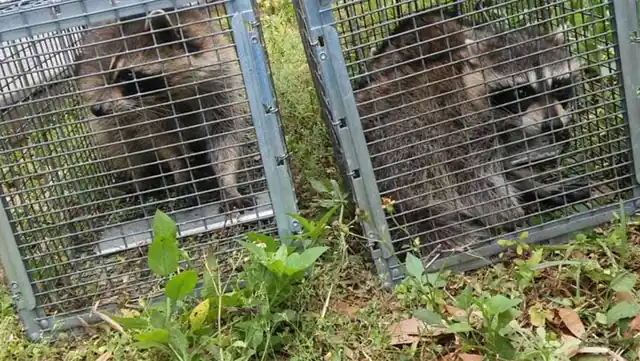 Wildlife Removal Salinas
